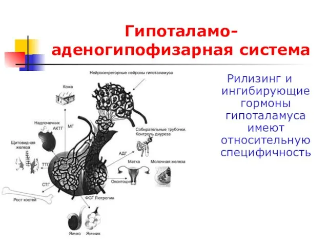 Гипоталамо-аденогипофизарная система Рилизинг и ингибирующие гормоны гипоталамуса имеют относительную специфичность