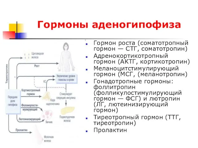 Гормоны аденогипофиза Гормон роста (соматотропный гормон — СТГ, соматотропин) Адренокортикотропный