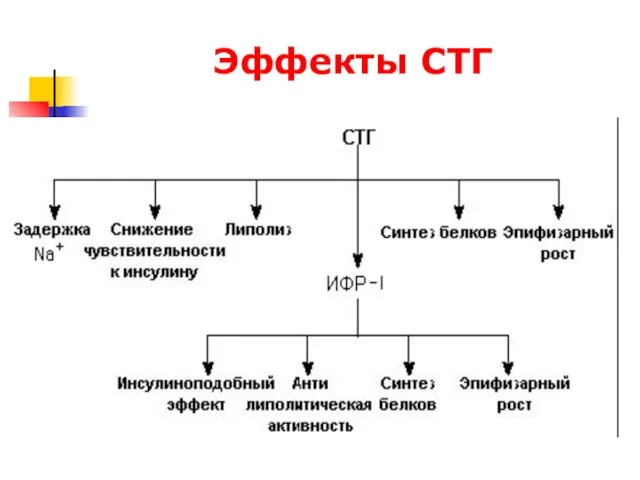 Эффекты СТГ