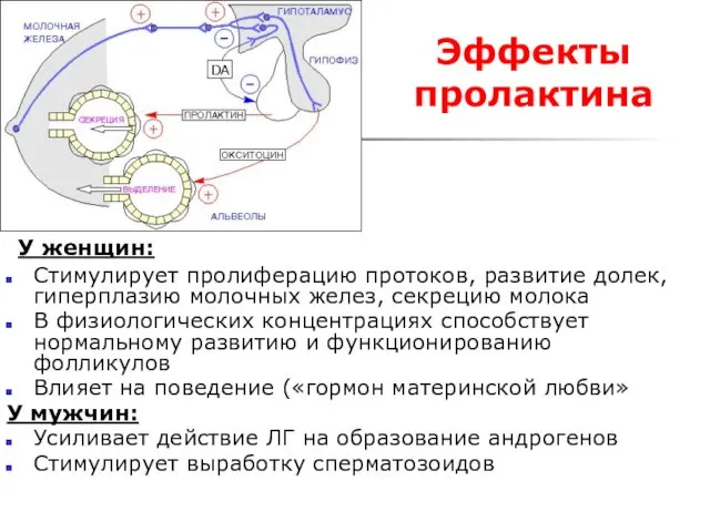 Эффекты пролактина У женщин: Стимулирует пролиферацию протоков, развитие долек, гиперплазию