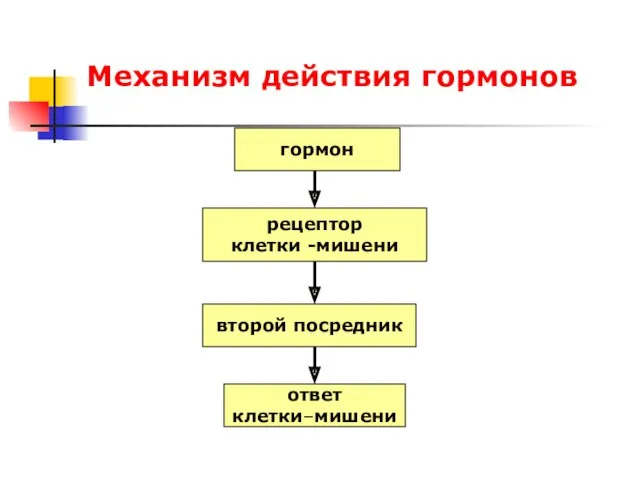 Механизм действия гормонов гормон рецептор клетки -мишени второй посредник ответ клетки–мишени