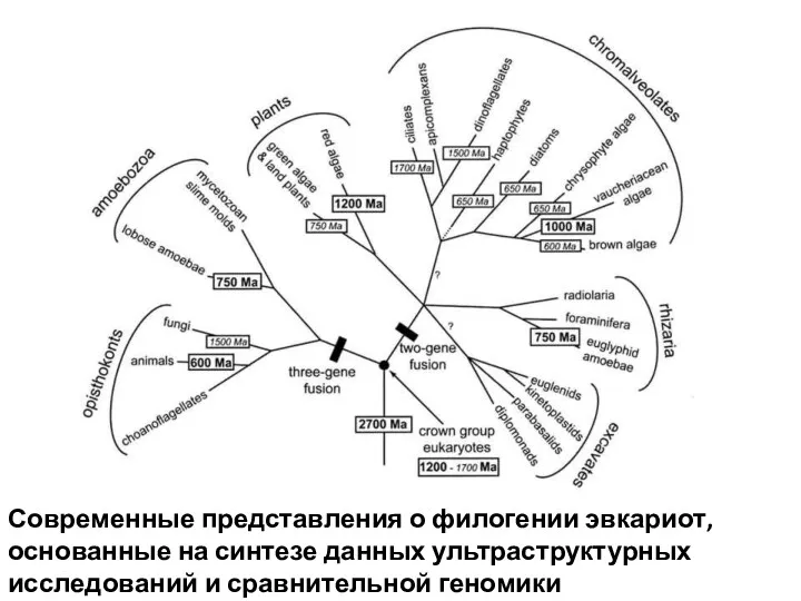 Современные представления о филогении эвкариот, основанные на синтезе данных ультраструктурных исследований и сравнительной геномики