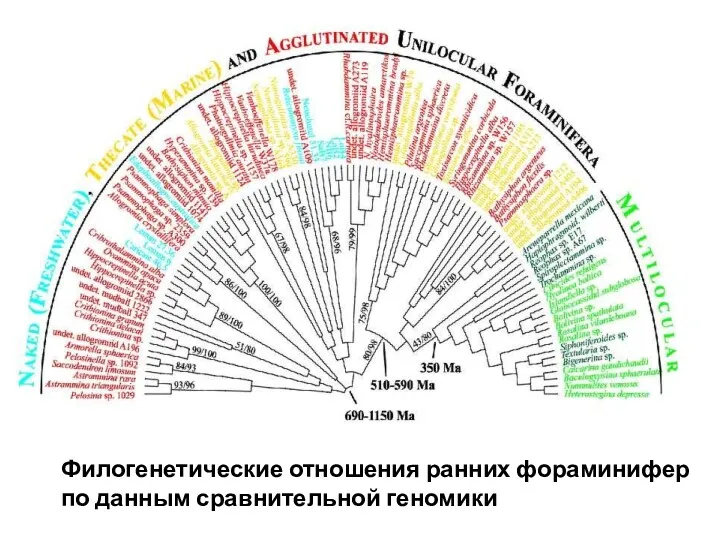 Филогенетические отношения ранних фораминифер по данным сравнительной геномики