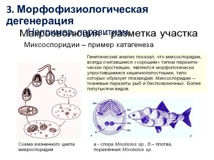 3. Морфофизиологическая дегенерация Например, паразитизм.