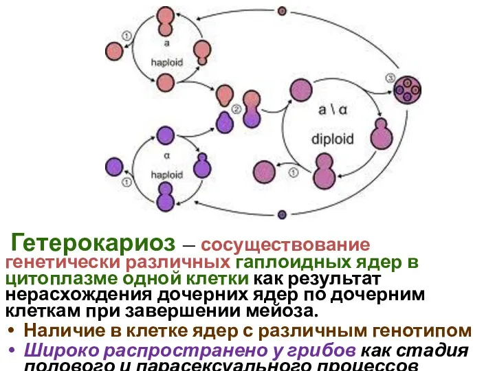 Гетерокариоз — сосуществование генетически различных гаплоидных ядер в цитоплазме одной