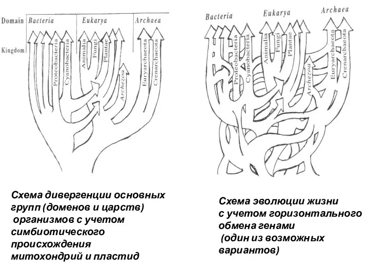 Схема дивергенции основных групп (доменов и царств) организмов с учетом