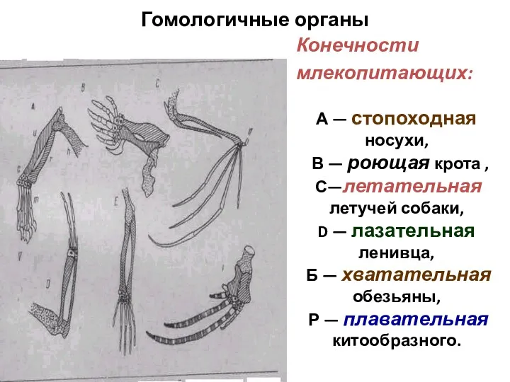 Гомологичные органы Конечности млекопитающих: А — стопоходная носухи, В —