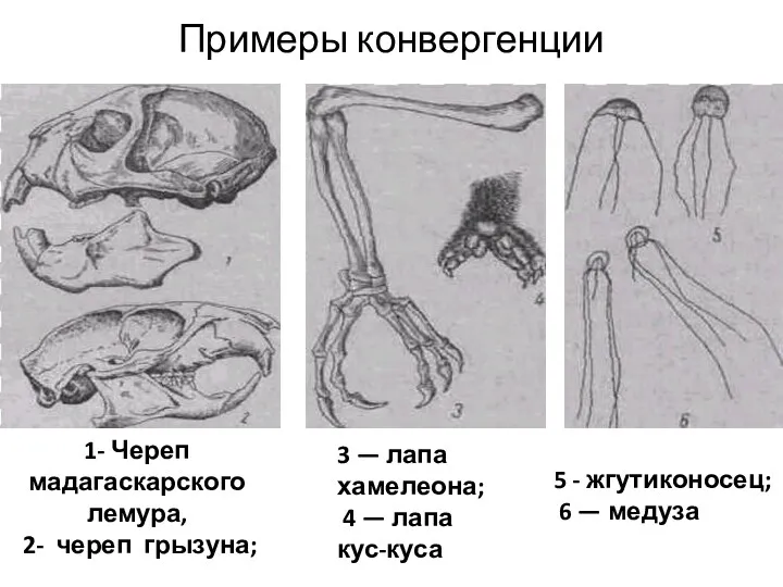 Примеры конвергенции 1- Череп мадагаскарского лемура, 2- череп грызуна; 3