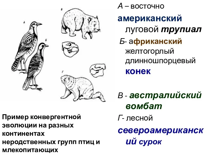 А – восточно американский луговой трупиал Б- африканский желтогорлый длинношпорцевый