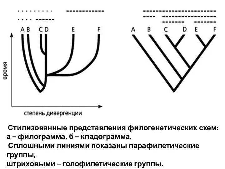 Стилизованные представления филогенетических схем: а – филограмма, б – кладограмма.