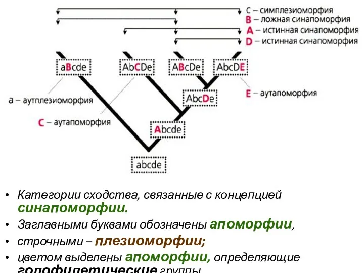 Категории сходства, связанные с концепцией синапоморфии. Заглавными буквами обозначены апоморфии,