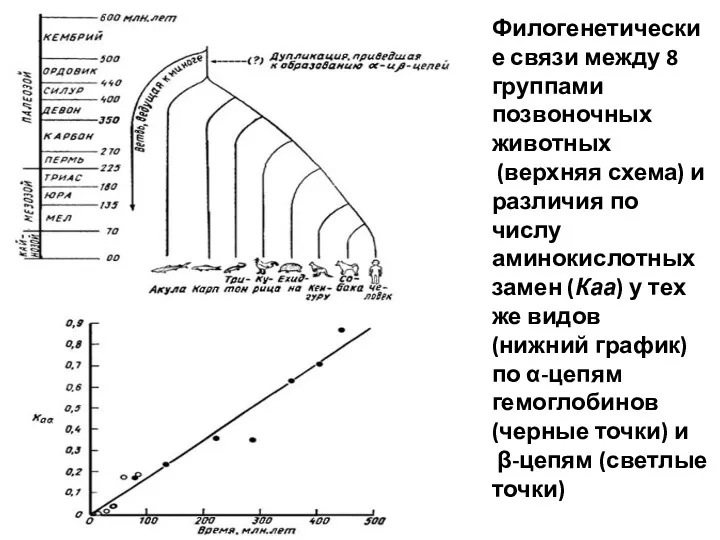 Филогенетические связи между 8 группами позвоночных животных (верхняя схема) и