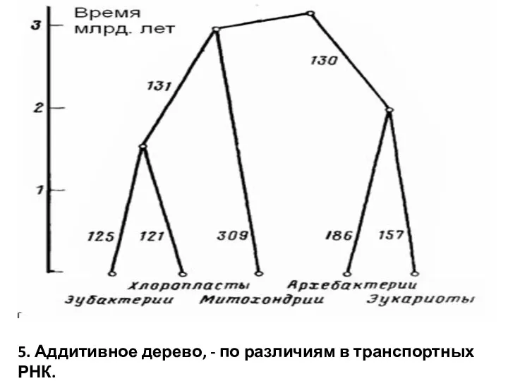 5. Аддитивное дерево, - по различиям в транспортных РНК.