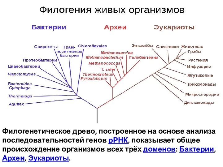 Филогенетическое древо, построенное на основе анализа последовательностей генов рРНК, показывает