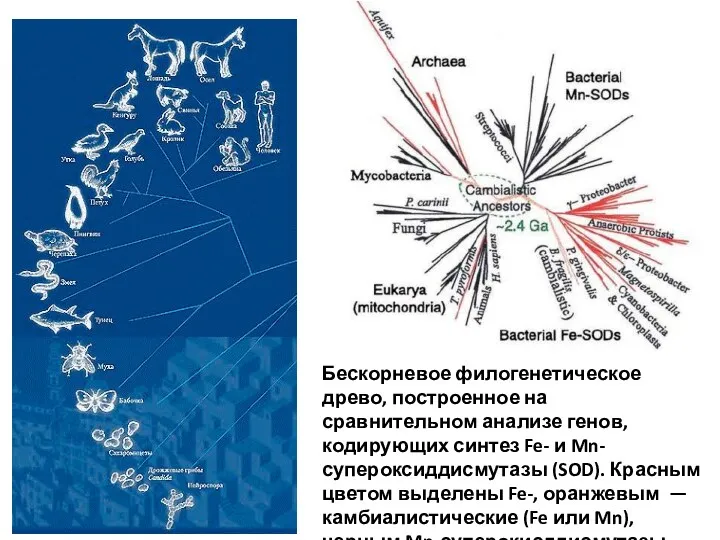 Бескорневое филогенетическое древо, построенное на сравнительном анализе генов, кодирующих синтез