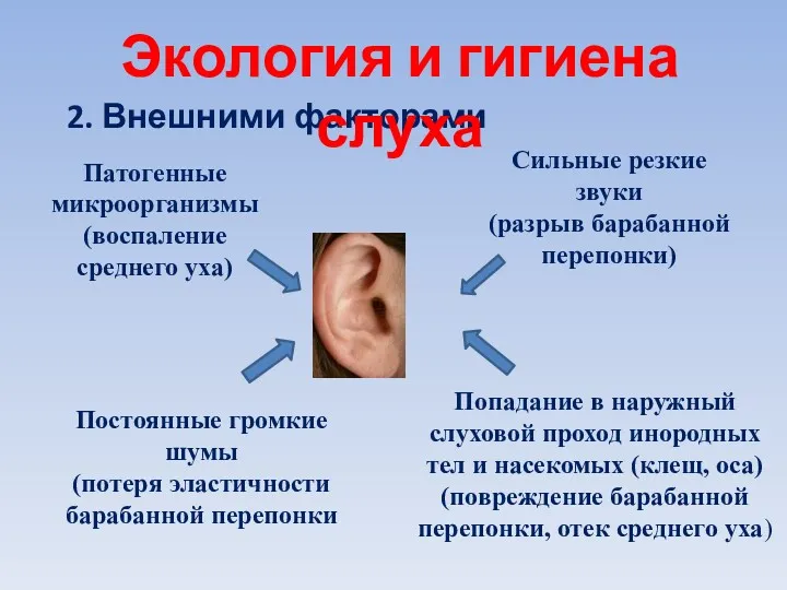 2. Внешними факторами Экология и гигиена слуха Патогенные микроорганизмы (воспаление