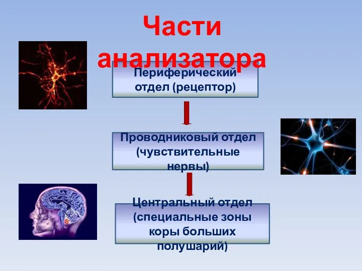 Периферический отдел (рецептор) Проводниковый отдел (чувствительные нервы) Центральный отдел (специальные зоны коры больших полушарий) Части анализатора