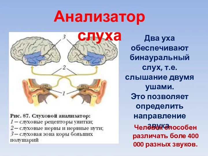 Два уха обеспечивают бинауральный слух, т.е. слышание двумя ушами. Это