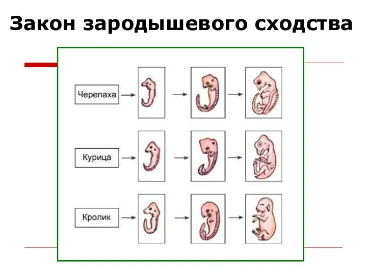 Закон зародышевого сходства