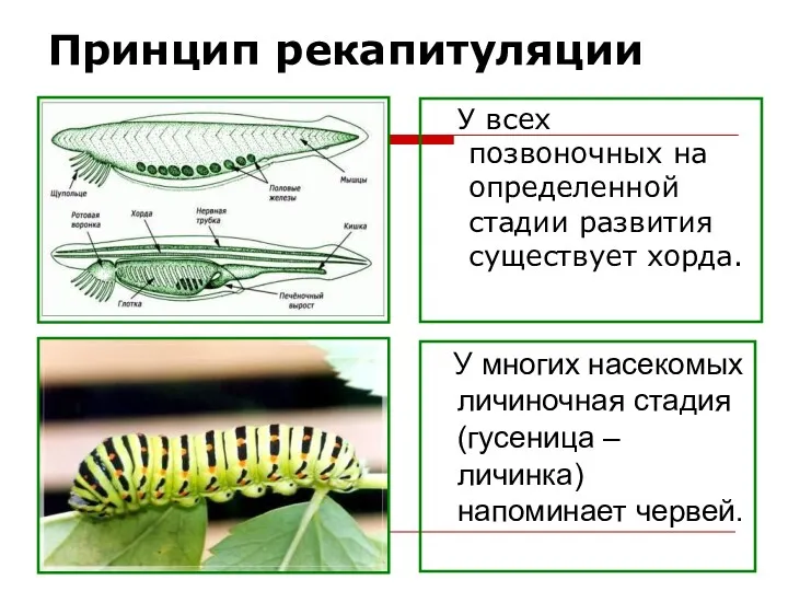 Принцип рекапитуляции У всех позвоночных на определенной стадии развития существует