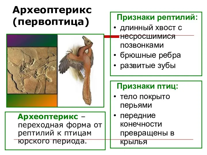 Археоптерикс (первоптица) Археоптерикс – переходная форма от рептилий к птицам