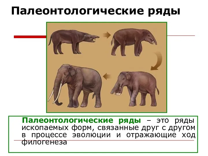 Палеонтологические ряды Палеонтологические ряды – это ряды ископаемых форм, связанные