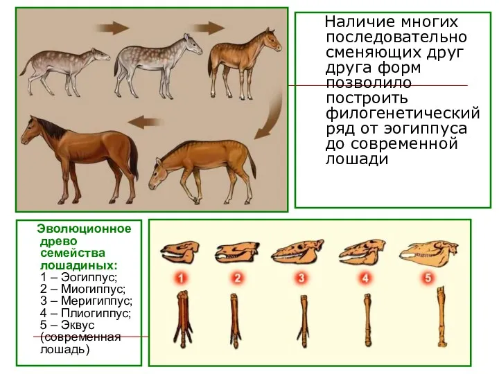 Наличие многих последовательно сменяющих друг друга форм позволило построить филогенетический