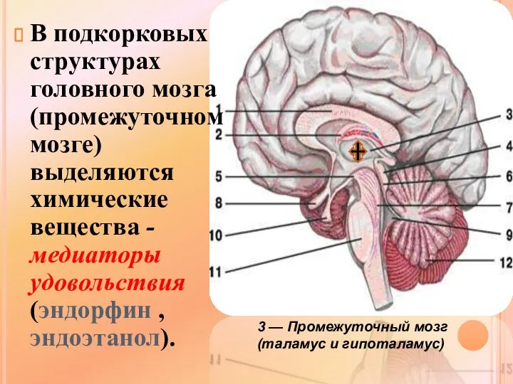 3 — Промежуточный мозг (таламус и гипоталамус) В подкорковых структурах