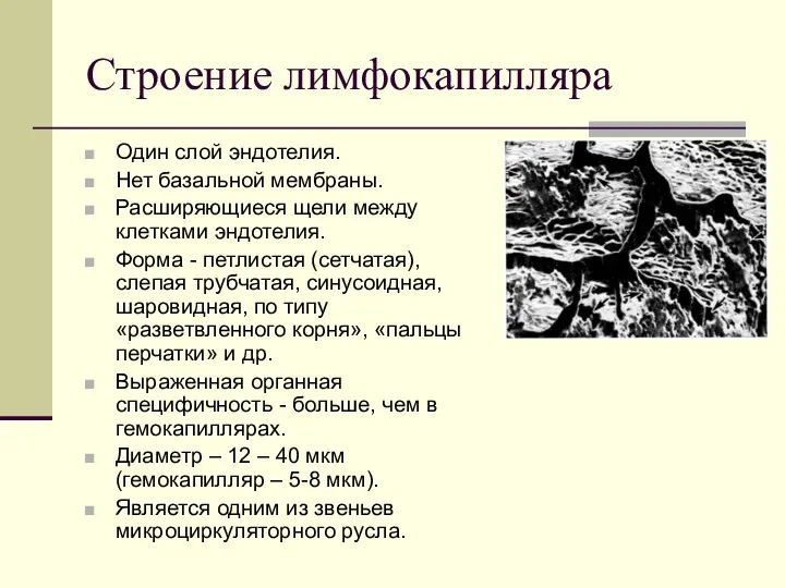 Строение лимфокапилляра Один слой эндотелия. Нет базальной мембраны. Расширяющиеся щели