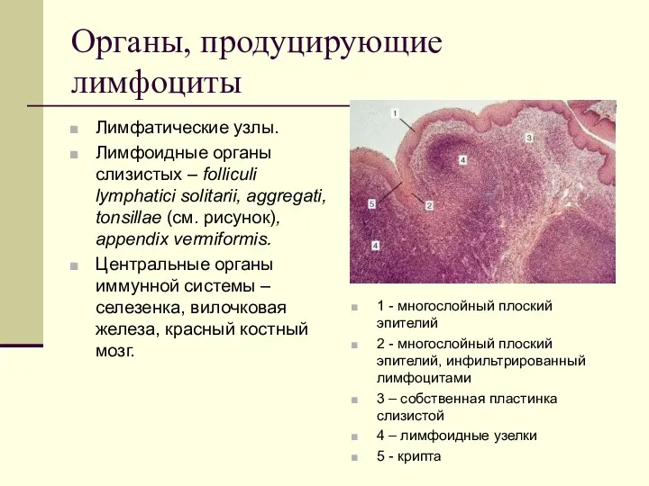 Органы, продуцирующие лимфоциты Лимфатические узлы. Лимфоидные органы слизистых – folliculi lymphatici solitarii, aggregati,