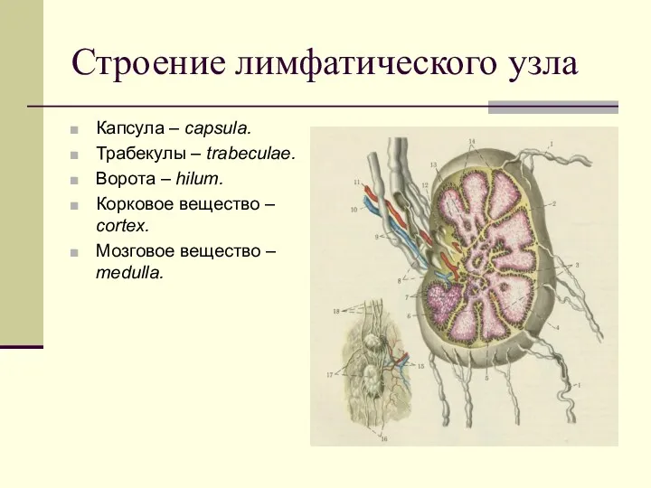 Строение лимфатического узла Капсула – capsula. Трабекулы – trabeculae. Ворота – hilum. Корковое