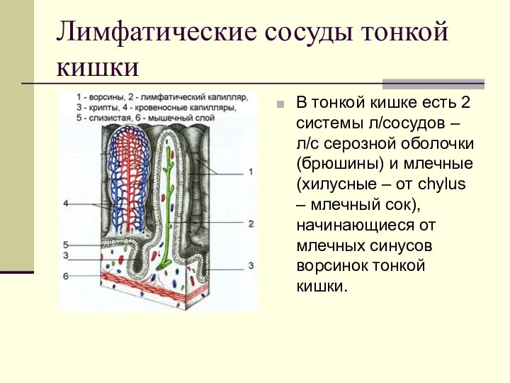 Лимфатические сосуды тонкой кишки В тонкой кишке есть 2 системы л/сосудов – л/с