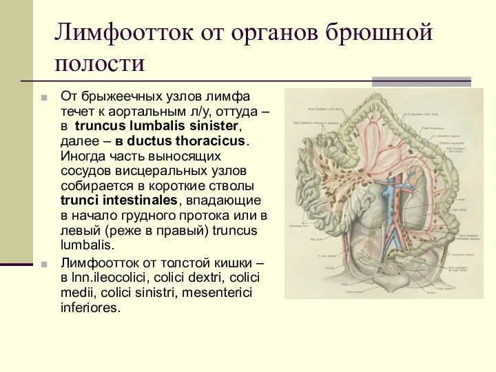 Лимфоотток от органов брюшной полости От брыжеечных узлов лимфа течет к аортальным л/у,