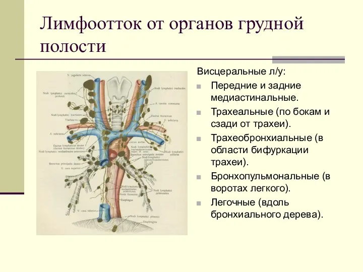 Лимфоотток от органов грудной полости Висцеральные л/у: Передние и задние медиастинальные. Трахеальные (по