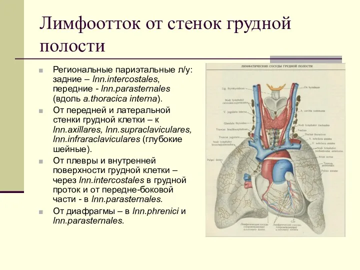 Лимфоотток от стенок грудной полости Региональные париэтальные л/у: задние – lnn.intercostales, передние -