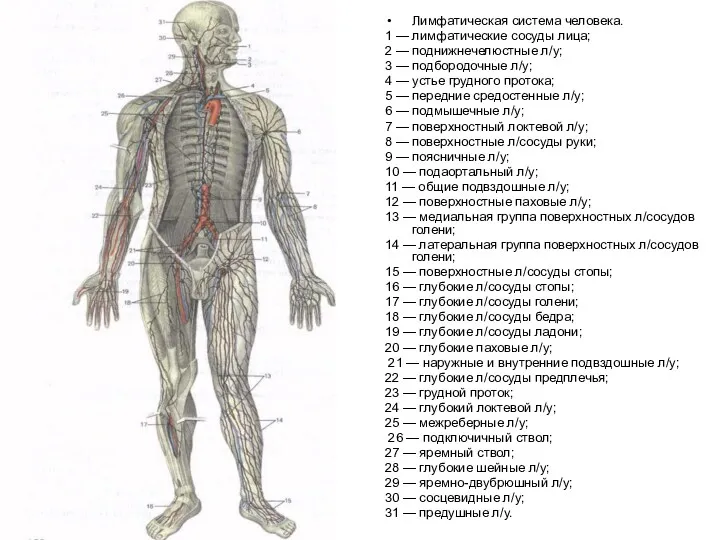 Лимфатическая система человека. 1 — лимфатические сосуды лица; 2 — поднижнечелюстные л/у; 3