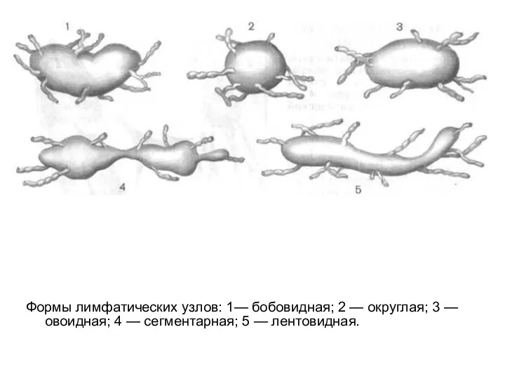 Формы лимфатических узлов: 1— бобовидная; 2 — округлая; 3 —