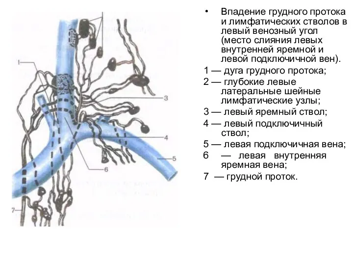 Впадение грудного протока и лимфатических стволов в левый венозный угол (место слияния левых