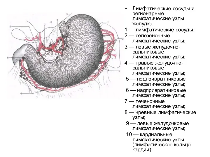 Лимфатические сосуды и регионарные лимфатические узлы желудка. 1 — лимфатические сосуды; 2 —