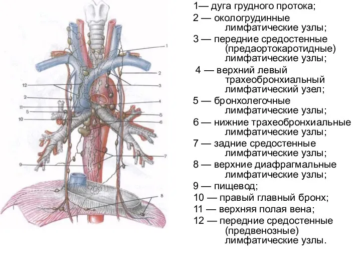 1— дуга грудного протока; 2 — окологрудинные лимфатические узлы; 3