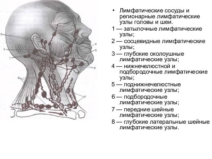 Лимфатические сосуды и регионарные лимфатические узлы головы и шеи. 1