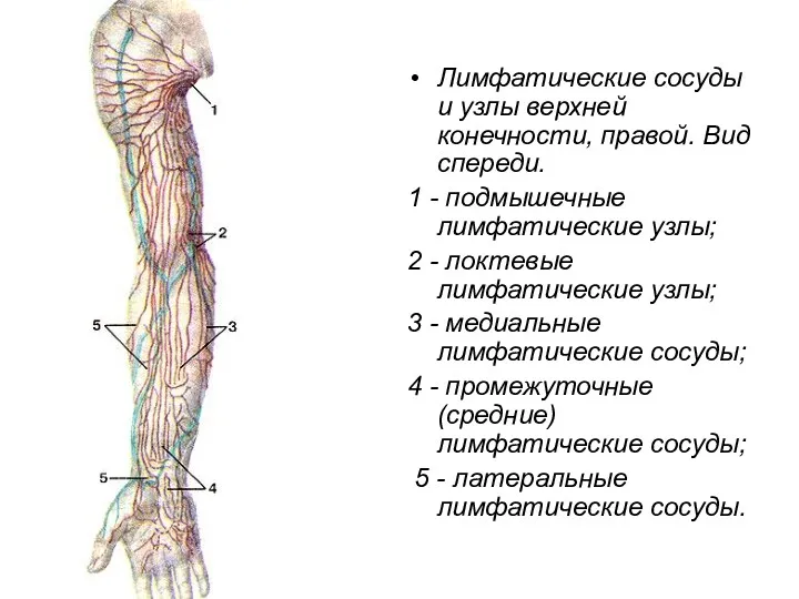 Лимфатические сосуды и узлы верхней конечности, правой. Вид спереди. 1