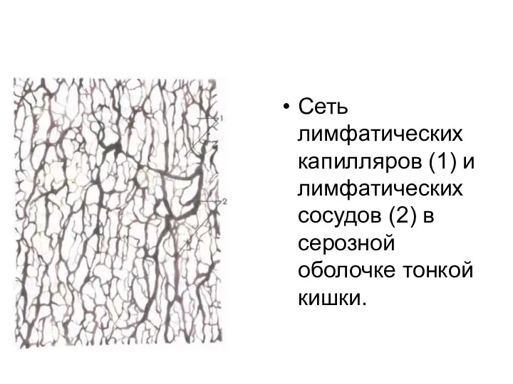 Сеть лимфатических капилляров (1) и лимфатических сосудов (2) в серозной оболочке тонкой кишки.