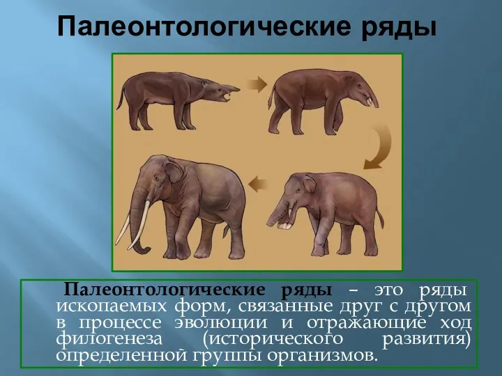 Палеонтологические ряды Палеонтологические ряды – это ряды ископаемых форм, связанные