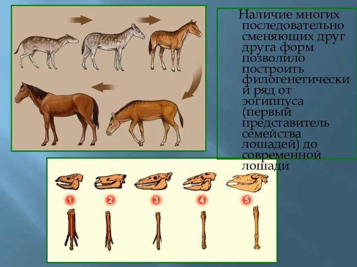 Наличие многих последовательно сменяющих друг друга форм позволило построить филогенетический