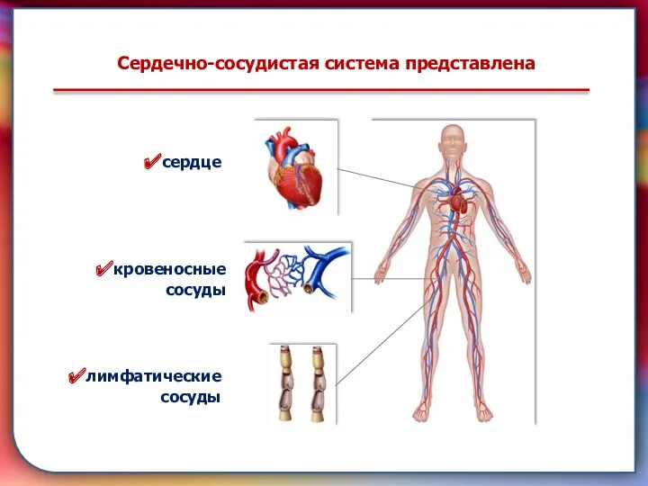 Сердечно-сосудистая система представлена сердце кровеносные сосуды лимфатические сосуды