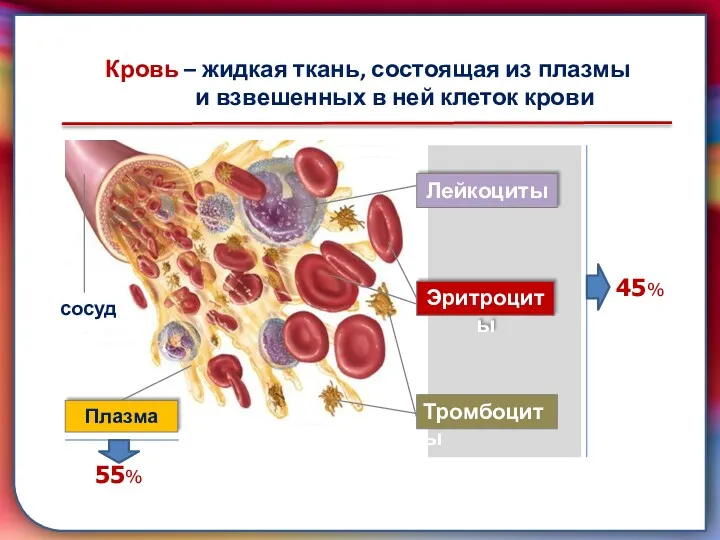 складками его внутренней оболочки, обеспечивает однонаправленный ток крови за счет