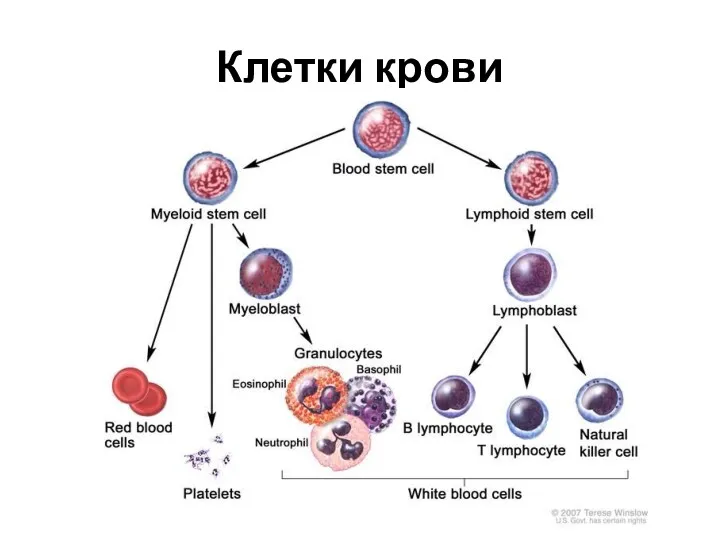 Клетки крови