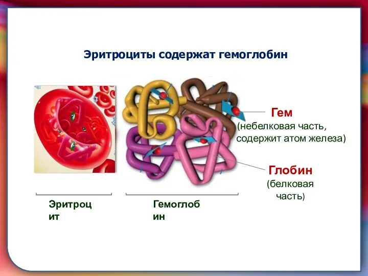 складками его внутренней оболочки, обеспечивает однонаправленный ток крови за счет