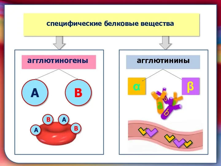 складками его внутренней оболочки, обеспечивает однонаправленный ток крови за счет